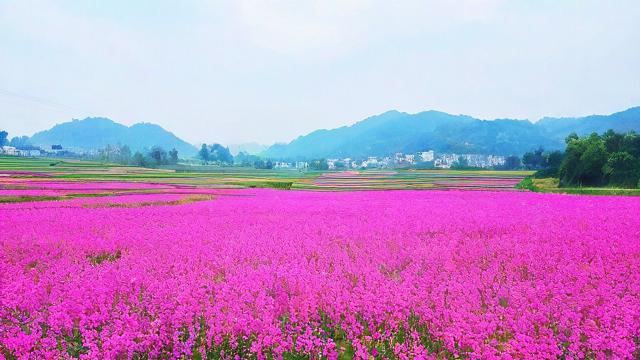 花山区哪个时间段限号？